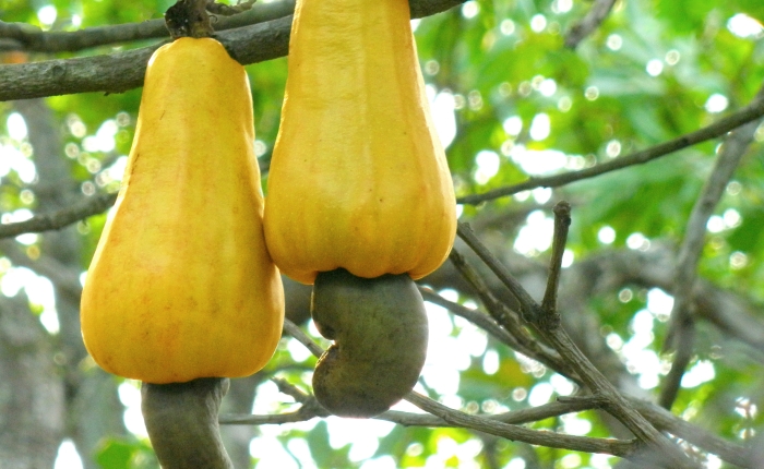 10 Fruits That Are Worth A Trip to Brazil
